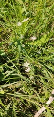 Stellaria
