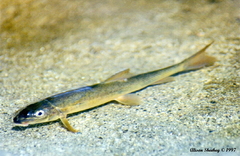 Catostomus occidentalis