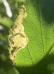 Profenusa canadensis