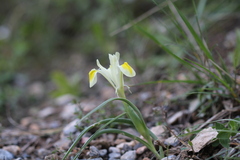 Iris linifolia