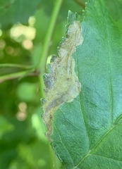 Profenusa canadensis