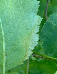 Profenusa canadensis