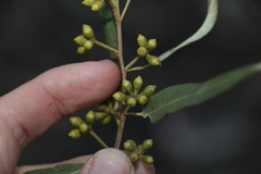 Eucalyptus major