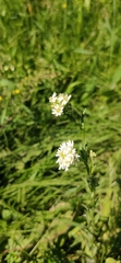 Berteroa incana