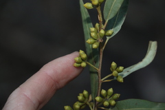 Eucalyptus major