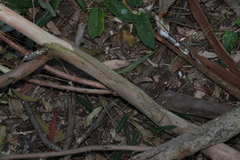 Eucalyptus major