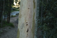 Eucalyptus major
