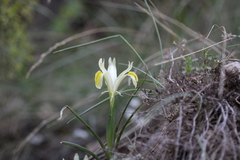 Iris linifolia