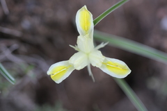 Iris linifolia