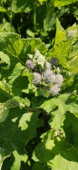 Arctium tomentosum