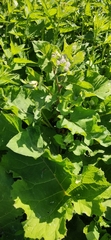 Arctium tomentosum