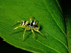 Phintella accentifera