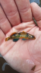 Missouri Saddled Darter photo 2