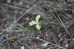 Iris linifolia