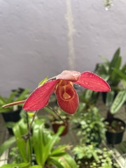Phragmipedium