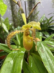 Phragmipedium