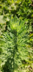 Artemisia vulgaris