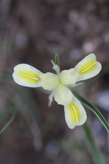 Iris linifolia