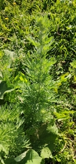 Artemisia vulgaris