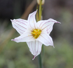 Sisyrinchieae