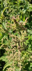 Urtica dioica