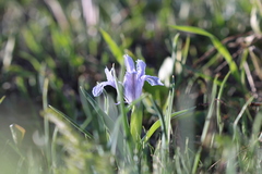 Iris albomarginata