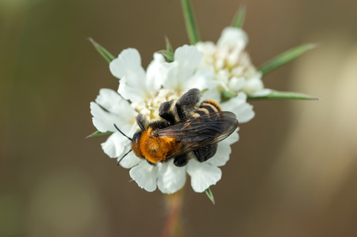 Dasypoda braccata
