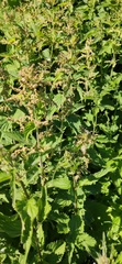 Urtica dioica