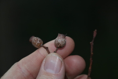 Corymbia gummifera