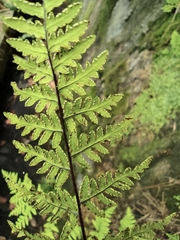 Cheilanthes chusana
