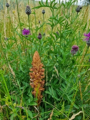 Orobanche elatior