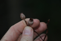 Corymbia gummifera