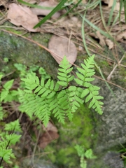 Cheilanthes chusana
