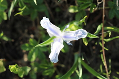 Iris albomarginata