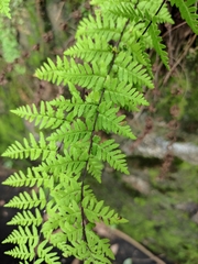 Cheilanthes chusana