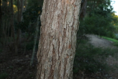 Corymbia gummifera