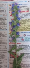 Echium vulgare