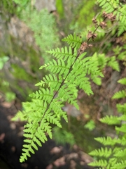 Cheilanthes chusana