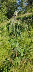Leonurus quinquelobatus