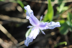 Iris albomarginata