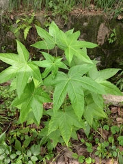 Kalopanax septemlobus