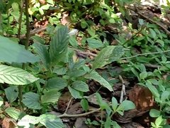 Leptosia nina