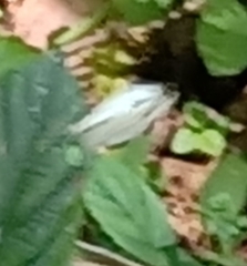 Leptosia nina