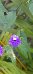 Browallia americana