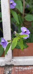 Browallia americana