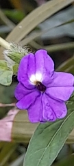 Browallia americana