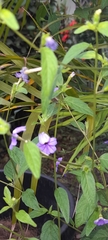 Browallia americana