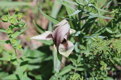 Iris korolkowii
