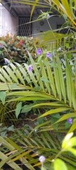 Browallia americana