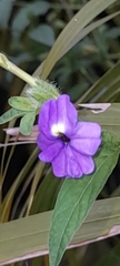 Browallia americana